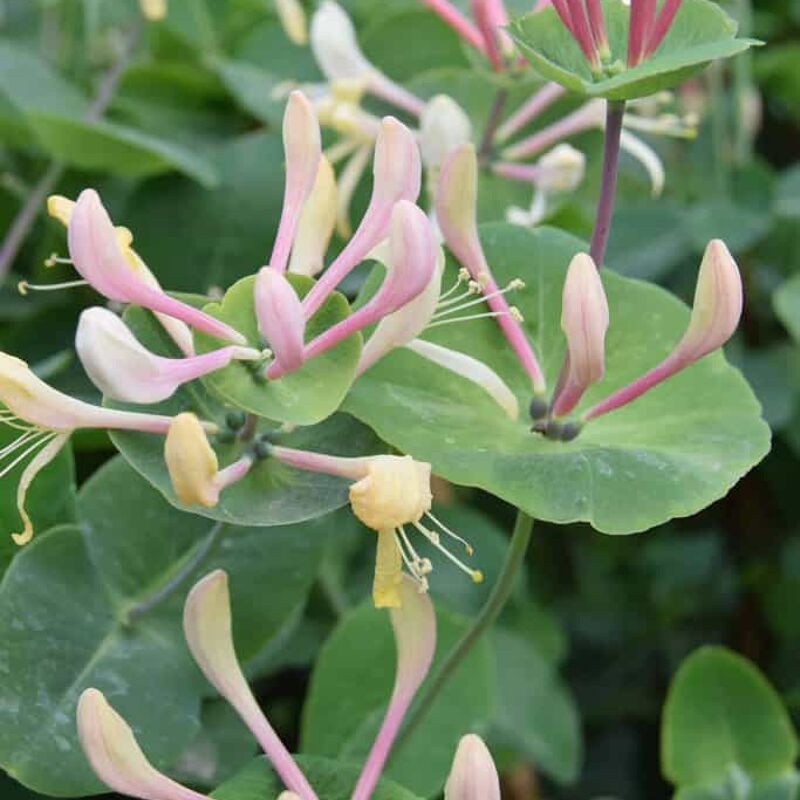 Lonicera periclymenum 60-80 cm